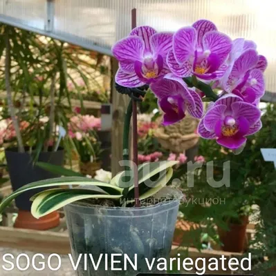 Phalaenopsis Sogo Vivien 'Coffe' вариегатная форма орхидея — купить в  Красноярске. Горшечные растения и комнатные цветы на интернет-аукционе Au.ru