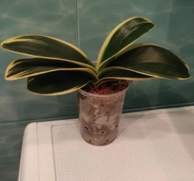 Орхидея Сого Вивьен и Юкидан: фото, описание и домашний уход