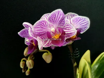 Орхидея Фаленопсис Сого Вивьен D5 купить в Москве
