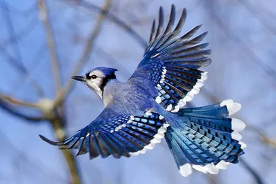 Птицы с хохолком и синими крыльями - 68 фото