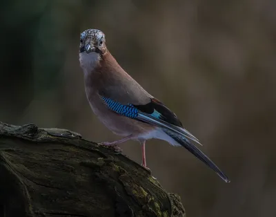 Птица с синим хохолком - 62 фото