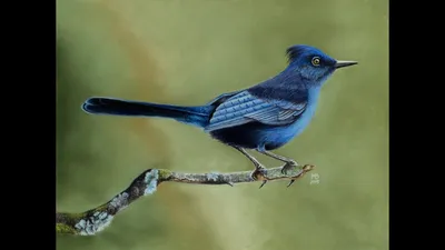 Голоса птиц Как поёт Сойка (Garrulus glandarius) - YouTube