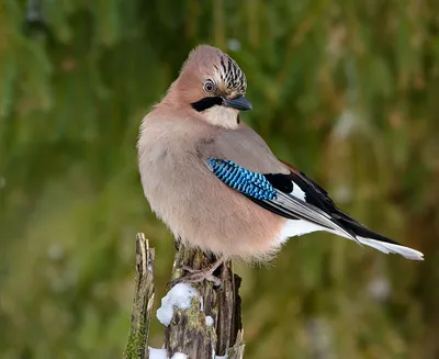 JAY: Imitates voices and warns the forest of danger | Interesting facts  about birds and animals - YouTube