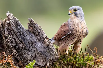 Бесплатное изображение: Сапсан, Сокол, птица, falco peregrinus