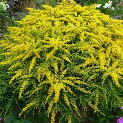 Солидаго скученный (Solidago glomerata `Goldkind`) - Солидаго скученный