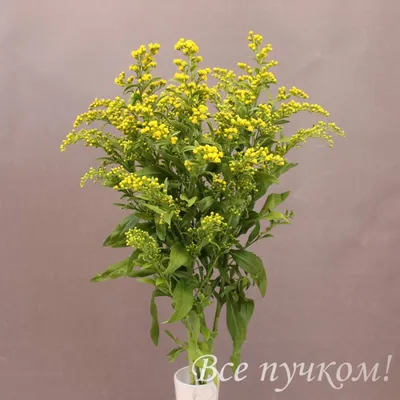 Солидаго 'Citronella' - Саженцы многолетних цветов и рассады в Москве и МО