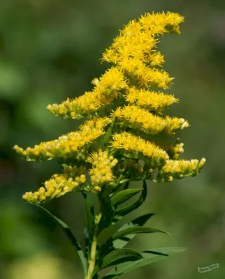 Солидаго гибридный карликовый Solidago hybrida - купить сорт в питомнике,  саженцы в Санкт-Петербурге