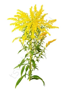 Солидаго скученный или золотарник (Solidago canadensis Golden king)