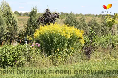 🌷 Солидаго премиум тинтед ред купить оптом в Москве | Прочее в «7ЦВЕТОВ»🌺