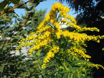 Солидаго гибридный Patio Solidago hybrida Golden Dwarf - купить сорт в  питомнике, саженцы в Санкт-Петербурге