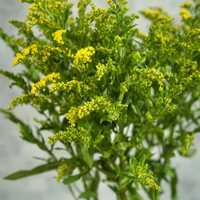 Солидаго морщинистый (Solidago rugosa `Fireworks`) - Солидаго морщинистый