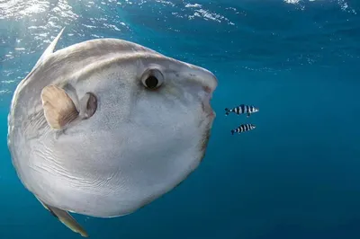 Огромная океаническая солнечная рыба (Mola mola) | Пикабу