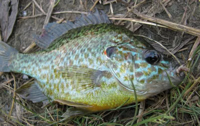 Lepomis gibbosus