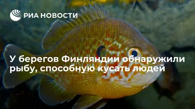 Самая тяжелая костная рыба в мире - моряки выловили огромную рыбу-луну