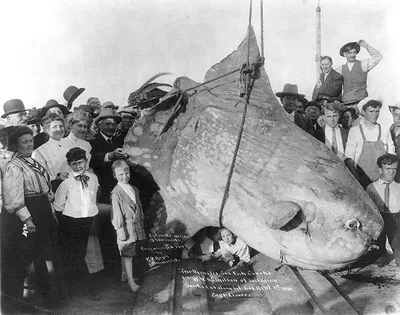 Солнечная рыба (Mola mola ) стоковое фото ©feather0510 77739682