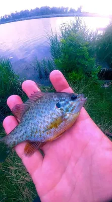 Солнечный окунь (Centrarchus macropterus), способный кусать людей,  обнаружен в Балтийском море, у берегов Финляндии | ВКонтакте