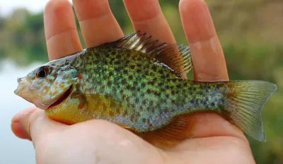 Файл:Lepomis gibbosus 01.jpg — Википедия