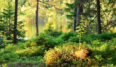 Солнечный лес фото фото