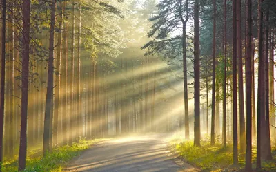 Файл:Хвойный лес. Солнечный день (Шишкин).jpg — Википедия