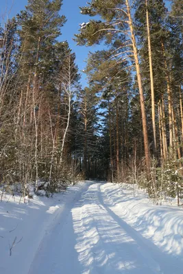 Солнечный лес