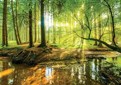 Солнечный лес, масло, холст» — создано в Шедевруме