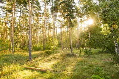 Солнечный лес стоковое фото. изображение насчитывающей сезон - 148253954