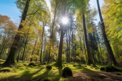 Солнечный лес весной, эстетично, …» — создано в Шедевруме