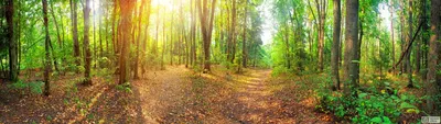 Путь Через Солнечный Лес — стоковые фотографии и другие картинки Лес - Лес,  Редкий лес, Тропа - iStock