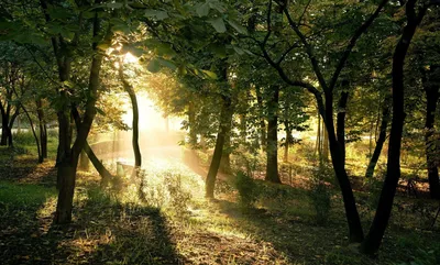 солнце светит сквозь темный лес Фон Обои Изображение для бесплатной  загрузки - Pngtree