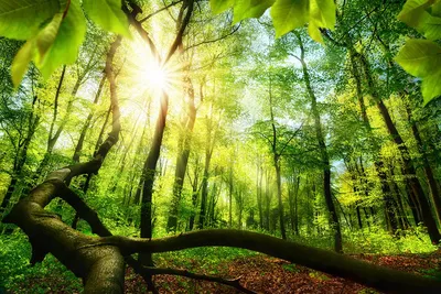 Лучи солнца сквозь деревья в лесу - 69 фото