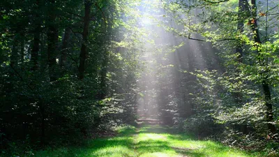 Дорога через лес с видом на восходящее солнце, приносящее новый свет и  жизнь в лес | Премиум Фото