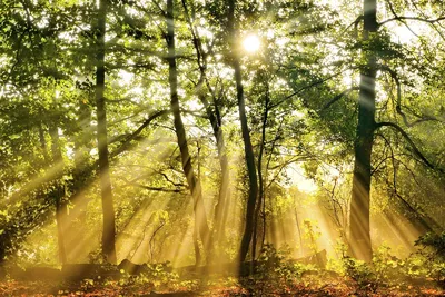 Давид Евфимий - Восход солнца в северном жестколиственном лесу, 12.05.2017,  154×205 см: Описание произведения | Артхив