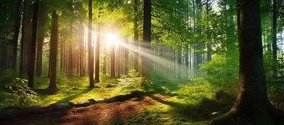 Обои Солнце в лесу, картинки - Обои для рабочего стола Солнце в лесу фото  из альбома: (природа)
