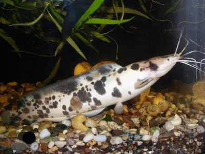 Клариас пятнистый (Clarias batrachus) | Aquarium-Style