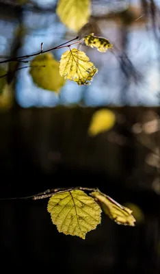 Впечатления от двух лет работы с объективом Sony Zeiss Sonnar T* FE 55mm  F1.8 ZA (SEL55F18Z) на камерах Sony A7R, Sony A7S, Sony A7RII