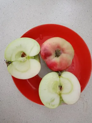 Анис - один из старейших сортов яблок 🍎 в Поволжье | Яблоки Хвалынские |  Дзен