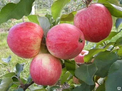 Анис - один из старейших сортов яблок 🍎 в Поволжье | Яблоки Хвалынские |  Дзен