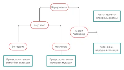 Яблоня обыкновенная Анис алый 🌿 Обзор: посадка и уход. крупномеры яблони:  описание и особенности - YouTube