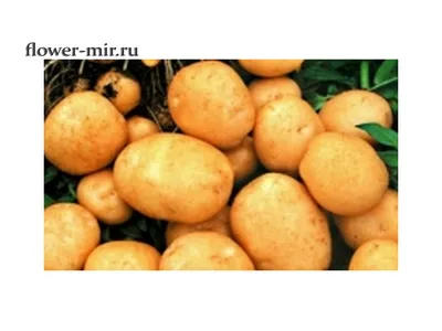 Картофель семенной Тулеевский (репродукция элита), 0,5 кг. | Дачная  Коллекция