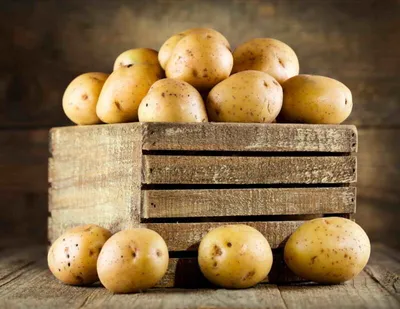 Картофель сорта Тулеевский: плюсы и минусы, урожайность
