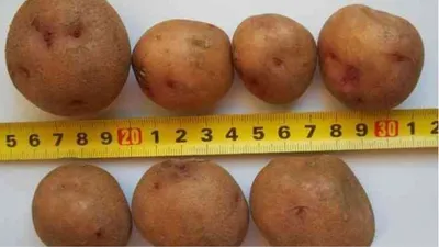 Картофель Ред Соня Сетка 2,5 кг - иван-и-марья -