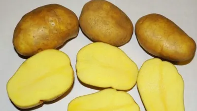 И чем же так хорош сорт картофеля Тулеевский? | Сад — Огород | Дзен