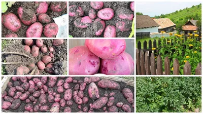 Какой сорт картофеля самый вкусный, ранние сорта картофеля, как сажать  картошку, апрель-май 2022 года - 24 апреля 2022 - ufa1.ru