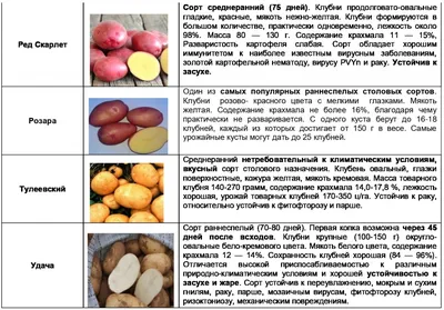 Картофель \"БАРОН\"