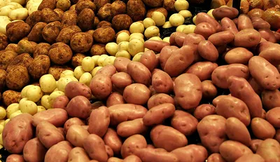 В управлении Россельхознадзора посоветовали, как выбрать картофель для  посадки. Красноярский рабочий
