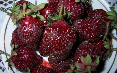 КЛУБНИКА \"ЧЕРНЫЙ ЛЕБЕДЬ\" 🍓🍓🍓 Черный... - agrofirmaviktoria | Facebook