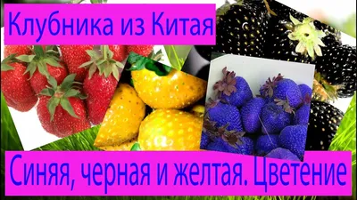 Сорта клубники с темными ягодами