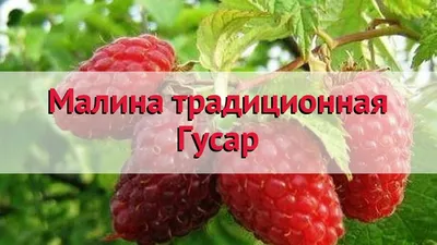 Как правильно подобрать сорта малины для своего участка