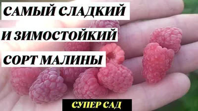 Саженцы малины