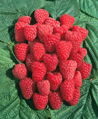 Малина ремонтантная Жар-Птица (Rubus idaeus) 7,5л, цена в Санкт-Петербурге  от компании Вилла-планта (садовый центр и питомник растений, ландшафтное  бюро)